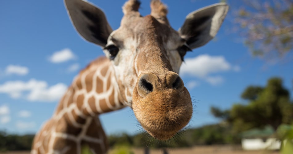 Giraffe in the jacksonville Zoo