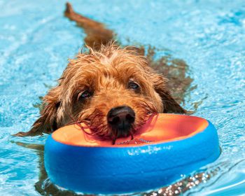 dog in pool with toy