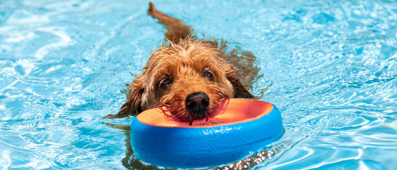 dog in pool with toy