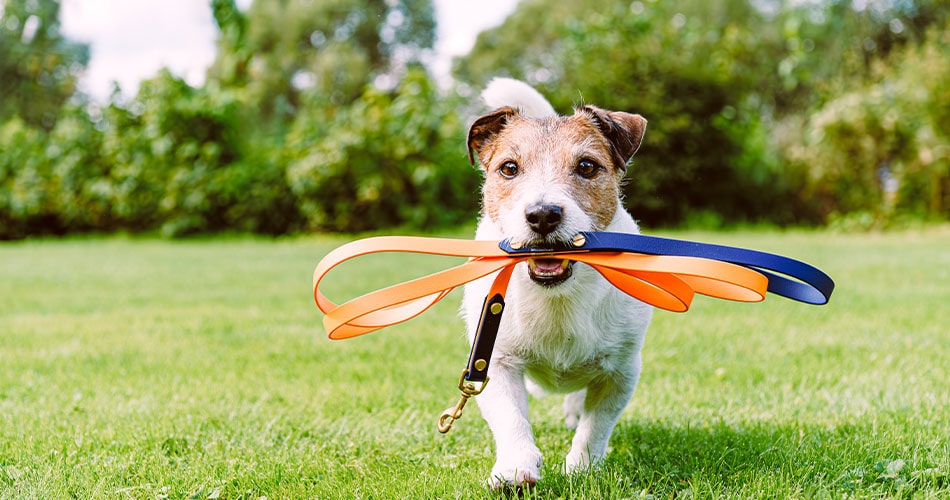 Tributary training a dogs